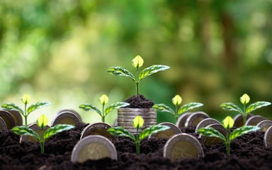 Planting trees by hand on a pile of money and a pile of money. Business financial and investment concepts.