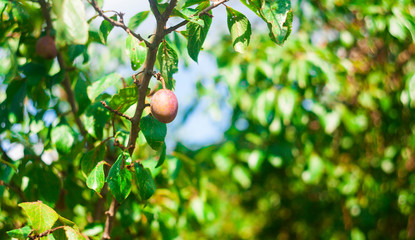 Poster - plum in tree. focus on fruit