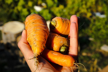 carrots in hand