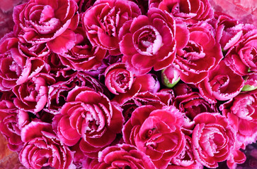 Wall Mural - Red carnations spray flower is blooming in bouquet at flower market,celebration,colorful pattern nature background,selective focus