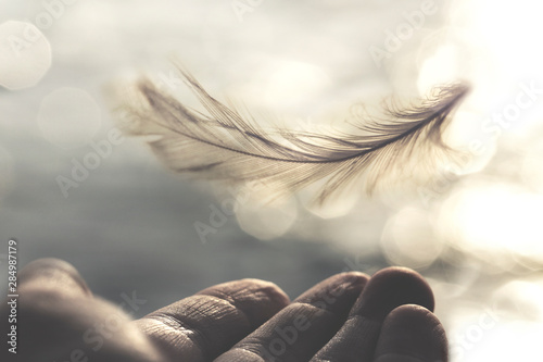 Fotografía meeting between a delicate feather of a woman's hand
