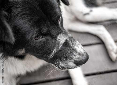 Black And White Short Haired Dog Sitting On Wooden Ground In The