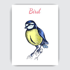 Wall Mural - Sketch hand drawn card with titmouse. Animals illustration birds.