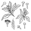 Hand drawn clove. The pods and flowers. Vector sketch  illustration.