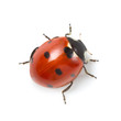Leinwandbild Motiv red ladybug on white background