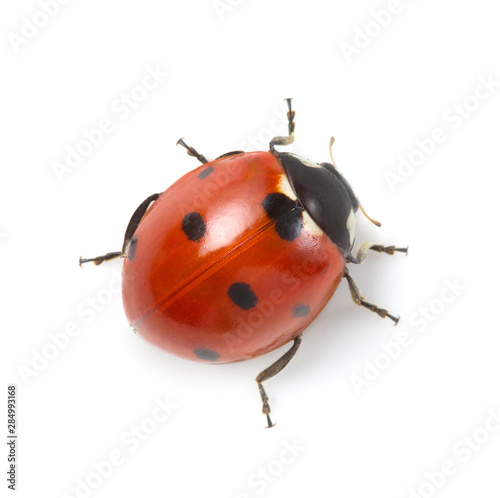 red ladybug on white background Tableau sur Toile