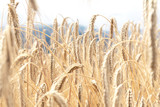Fototapeta  - View of the ripened spikelets of wheat of golden color that grow on the field. The concept of agriculture, nature.