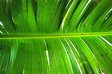 Poster - banana leaf texture