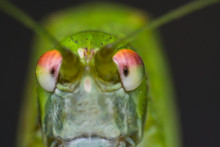 Macro Photo Of A Green Grasshopper