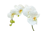 Fototapeta Storczyk - White orchid flowers