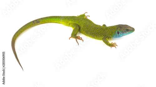 Green lizard isolated on white background Poster Mural XXL