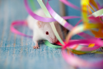 white mouse in the festive attributes of Christmas. Symbol of the new 2020