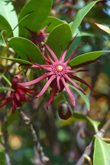 Poster - Purple anise (Illicium floridanum). Known as Florida anise, florida anise tree, Stink-bush and Star-anise also.