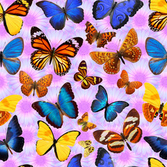 Poster - seamless pattern of butterflies and violet flowers