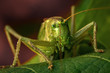 Garden locust close-up