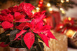 Christmas Star, a red Poinsettia flower with decorative snowflakes on leaves against festive holiday background