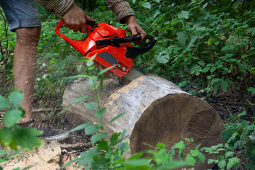 Wall Mural - working forester pierces a dead tree with a chainsaw,wood sawing