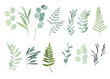 Floral greenery set with eucalyptus, fern and olive branch. Vector illustration