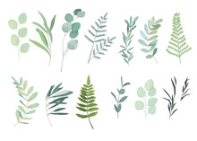 Floral Greenery Set With Eucalyptus, Fern And Olive Branch. Vector Illustration