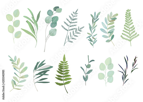 Cuadros en Lienzo Floral greenery set with eucalyptus, fern and olive branch