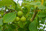 Fototapeta Morze - Walnut fruits on a tree outdoor with green leaves