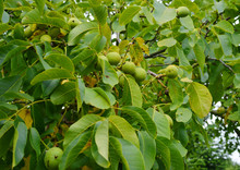 Green Walnuts Growing On A Tree Outdoor, Organic Old Tree In A Orchard