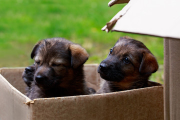 Two little puppies