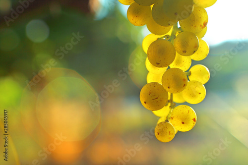 Dekoracja na wymiar  kilka-bialych-winogron-przestrzen-przezroczystosci-bokeh-do-pisania-swiatla-slonecznego