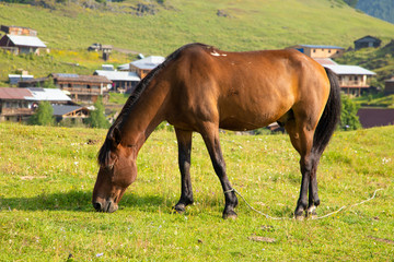 Thoroughbred brown horse grazing on a green Alpine meadow high in the mountains of Omalo Georgia