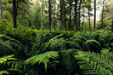 Fototapeta Las - Field of fern in the forest