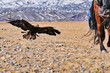 © gilad - golden eagle in western mongolia flying and training to catch prey during the golden eagle festival