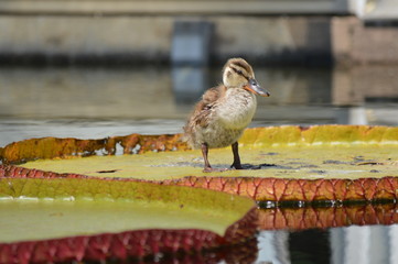 Wall Mural - Baby duck standing on a giant lily pad