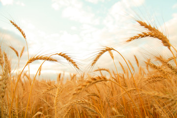 Wheat field with Ears of golden wheat. Rural Scenery under Shining Sunlight. Background of ripening ears of wheat field. Rich harvest Concept.