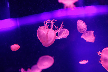 Sticker - macro of a beautiful jellyfish cassiopea andromeda