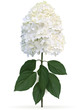 Hydrangea paniculata Limelight in late summer, high quality detailed illustration on a white background. This sort is winter hardy and change color from lime green to creamy white in late summer