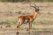 Beautiful Impala with big horns on the savannah