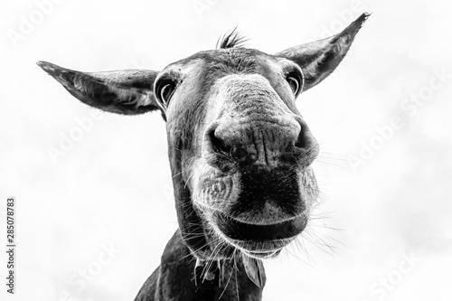 Fotografía Donkey head close-up taken by downside