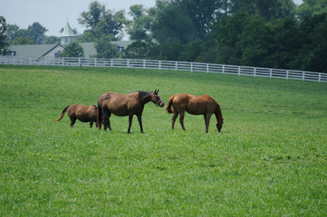 Thoroughbred Horse