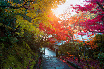 Wall Mural - autumn view in the old japanese village in kyoro, japan.