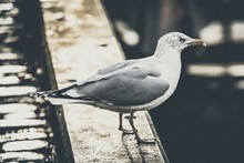 Wide Selective Closeup Shot Of A White And Gray Seagull On A Ledge