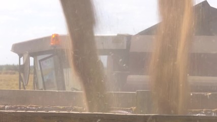 Wall Mural - Combine harvester in action on wheat field. Harvester unloading wheat. Close up view of combine harvester pouring a tractor-trailer with grain during harvesting.