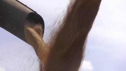 Wall Mural - Pouring wheat grain into tractor trailer after harvest. Combine harvester in action on wheat field. Harvesting is the process of gathering a ripe crop from the fields. 