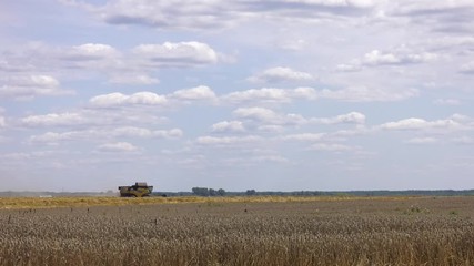 Wall Mural - Harvesting wheat crop harvester. harvester machine working in field. Agriculture machine harvesting golden ripe wheat in field. Agriculture and farming concept