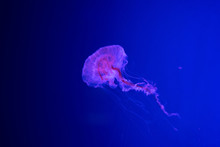 Beautiful Translucent Pink Jellyfish Swim Against The Backdrop Of A Gradient Blue Sea