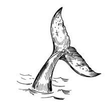 Sketch Of Whale Tale. Hand Drawn Outline Converted To Vector. Transparent Background