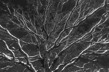 Winter tree canopy