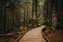 Wooden Path Inside A Forest