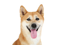 Shiba Inu Dog Isolated On White Background