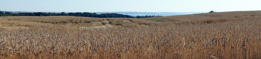 Panorama of field