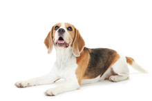 Beagle Dog Isolated On White Background
